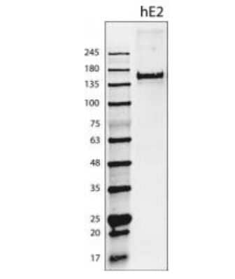 Western Blot: EMILIN2 Antibody (828B3B3)Azide and BSA Free [NBP2-36064]