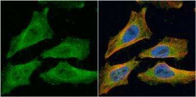 Immunocytochemistry/ Immunofluorescence: EML1 Antibody [NBP1-30956]