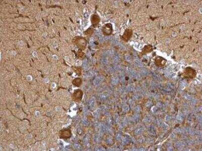 Immunohistochemistry-Paraffin: EML1 Antibody [NBP1-30956]