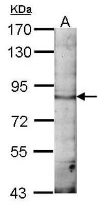 Western Blot: EML1 Antibody [NBP1-30956]