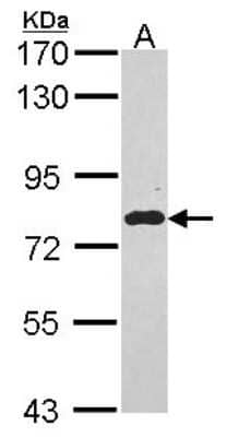 Western Blot: EML1 Antibody [NBP2-16327]