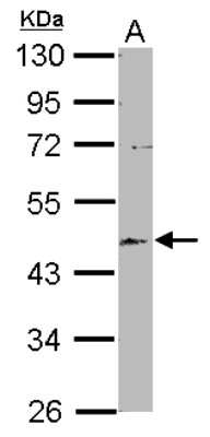 Western Blot: EML2 Antibody [NBP2-16329]