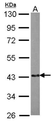 Western Blot: EML2 Antibody [NBP2-16330]