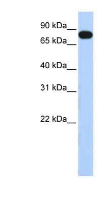 Western Blot: EML3 Antibody [NBP1-79596]