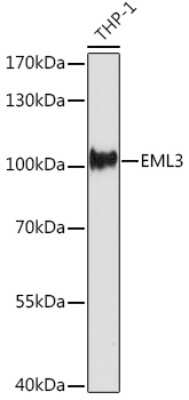 Western Blot: EML3 AntibodyAzide and BSA Free [NBP3-15555]