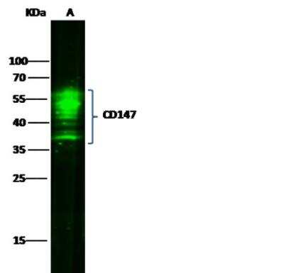 Western Blot: EMMPRIN/CD147 Antibody (125) [NBP2-89320]