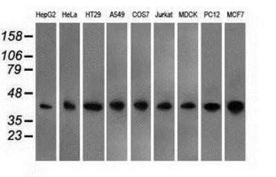 Western Blot: EMMPRIN/CD147 Antibody (OTI9H5)Azide and BSA Free [NBP2-70278]