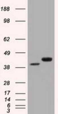 Western Blot: EMMPRIN/CD147 Antibody (OTI9H5)Azide and BSA Free [NBP2-70278]