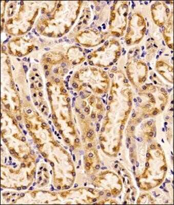 Immunohistochemistry: EMMPRIN/CD147 Antibody (OX-47) - Azide and BSA Free [NBP2-80717]