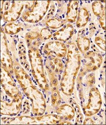 Immunohistochemistry-Paraffin: EMMPRIN/CD147 Antibody (OX-47) - BSA Free [NB100-64848]