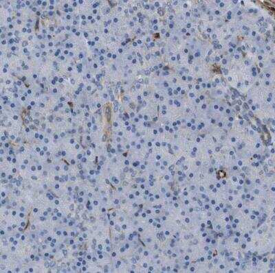 Immunohistochemistry-Paraffin: EMP2 Antibody [NBP1-86847]