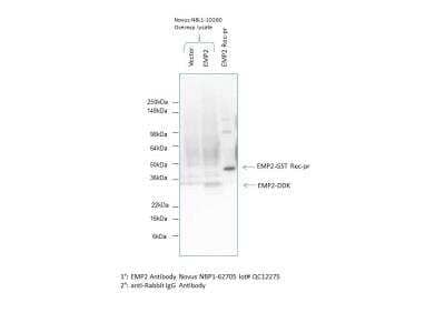 Western Blot: EMP2 Antibody [NBP1-62705]