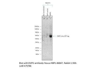 Western Blot: EMP2 Antibody [NBP1-86847]