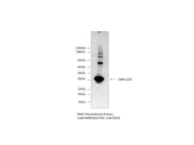 Western Blot: Recombinant Human EMP2 GST (N-Term) Protein [H00002013-P01]