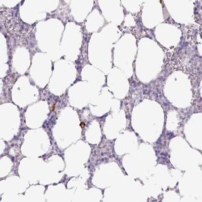 Immunohistochemistry-Paraffin: EMR1 Antibody [NBP2-13960]