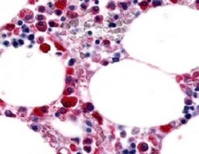 Immunohistochemistry-Paraffin: EMR1 Antibody - BSA Free [NLS2678]