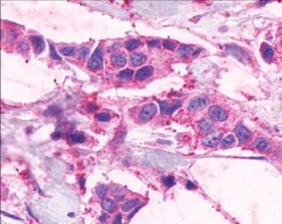 Immunohistochemistry-Paraffin: EMR1 Antibody - BSA Free [NLS2678]