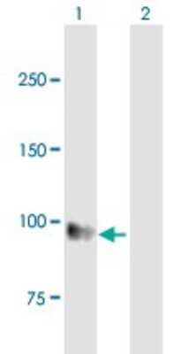 Western Blot: EMR1 Antibody [H00002015-B01P]