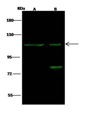 Western Blot: EMR1 Antibody [NBP3-06088]