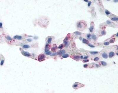 Immunohistochemistry-Paraffin: EMR2 Antibody - BSA Free [NBP1-02661]