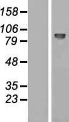 Western Blot: EMR2 Overexpression Lysate [NBP2-07404]