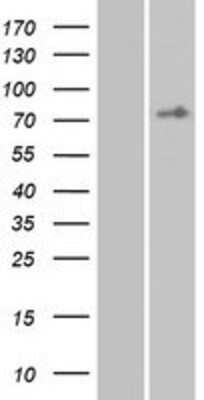 Western Blot: EMR3 Overexpression Lysate [NBP2-05995]