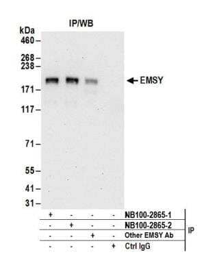 Immunoprecipitation: EMSY Antibody [NB100-545]