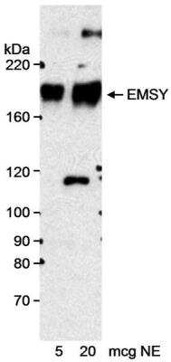 Western Blot: EMSY Antibody [NB100-545]