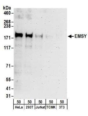 Western Blot: EMSY Antibody [NB100-545]