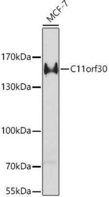 Western Blot: EMSY AntibodyBSA Free [NBP3-03289]