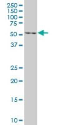 Western Blot: EN1/Engrailed 1 Antibody (3G9) [H00002019-M10]