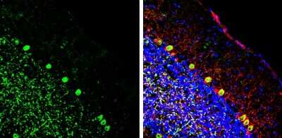 Immunohistochemistry-Frozen: EN1/Engrailed 1 Antibody [NBP3-13332]