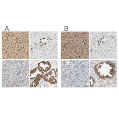 Immunohistochemistry-Paraffin: ENDOD1 Antibody [NBP1-81473]