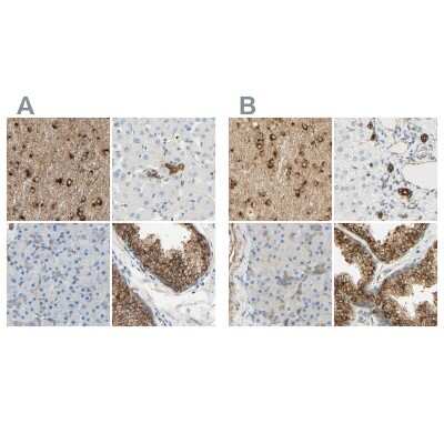 Immunohistochemistry-Paraffin: ENDOD1 Antibody [NBP1-81474]