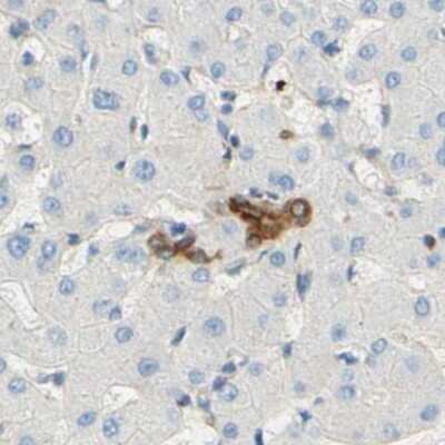 Immunohistochemistry-Paraffin: ENDOD1 Antibody [NBP1-81474]