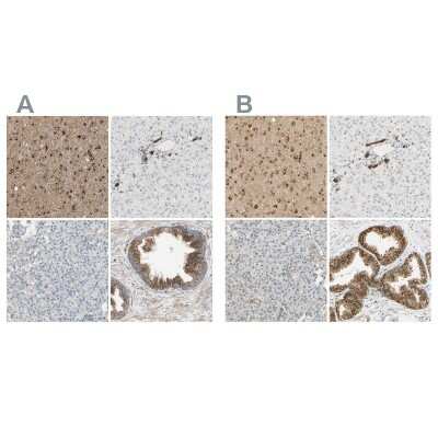 Immunohistochemistry-Paraffin: ENDOD1 Antibody [NBP1-81474]