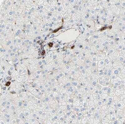 Immunohistochemistry-Paraffin: ENDOD1 Antibody [NBP1-81474]