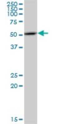Western Blot: ENDOGL1 Antibody (2F7) [H00009941-M02]