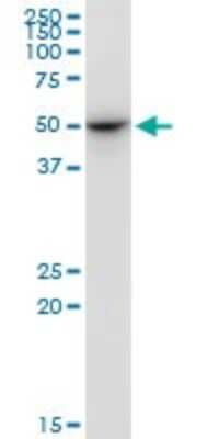 Western Blot: ENDOGL1 Antibody (2F7) [H00009941-M02]