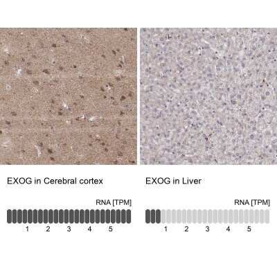 Immunohistochemistry-Paraffin: ENDOGL1 Antibody [NBP2-62597]
