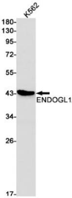 Western Blot: ENDOGL1 Antibody (S04-9F5) [NBP3-19513]