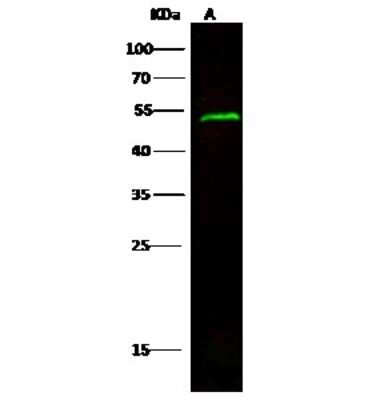 Western Blot: ENDOGL1 Antibody [NBP2-98993]