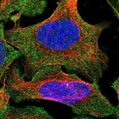 Immunocytochemistry/ Immunofluorescence: ENKD1 Antibody [NBP1-85148]