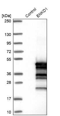 Western Blot: ENKD1 Antibody [NBP1-85147]