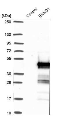 Western Blot: ENKD1 Antibody [NBP1-85148]