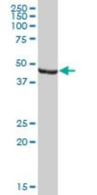 Western Blot: ENO1P Antibody [H00002025-B01P]