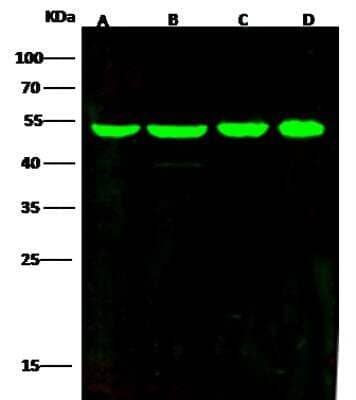 Western Blot: ENO3 Antibody (003) [NBP2-90274]