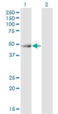 Western Blot: ENO3 Antibody (3C6) [H00002027-M04]