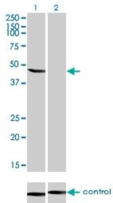 Western Blot: ENO3 Antibody (5D1) [H00002027-M01]