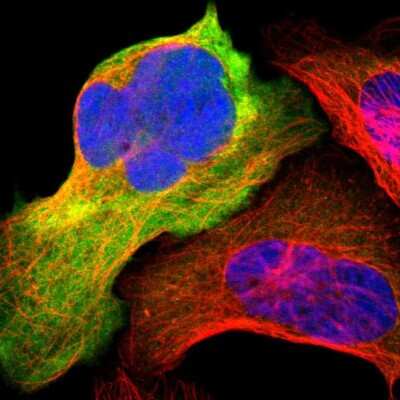 Immunocytochemistry/ Immunofluorescence: ENO3 Antibody [NBP1-85821]